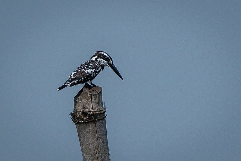 File:Pied kingfisher 2.jpg