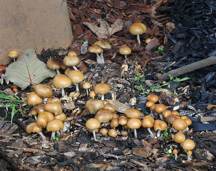 File:Psilocybe allenii Oakland.jpg