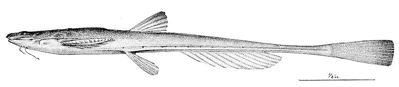 File:Pterobunocephalus depressus.jpg