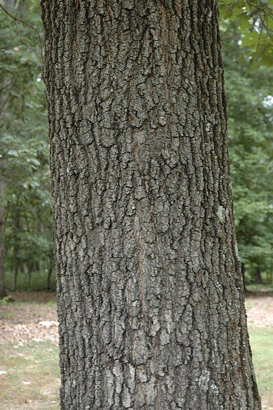 File:Quercus velutina (23795381709).jpg