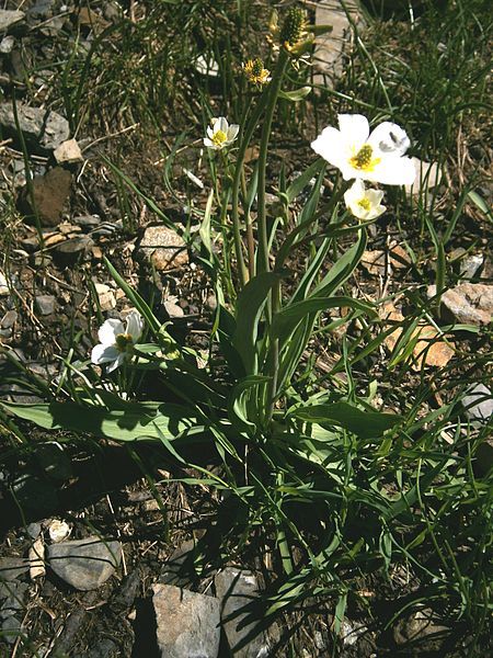 File:Ranunculus kuepferi 02.jpg