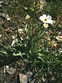 Ranunculus kuepferi