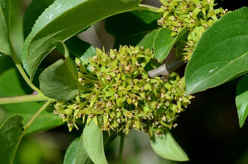 File:Rhamnus cathartica (7278076286).jpg