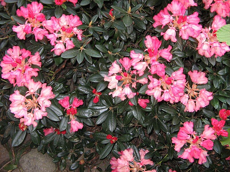 File:Rhododendron 'Bambi'.jpg