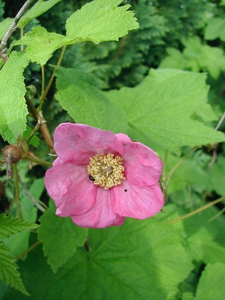 File:Rubus-odoratus-flower.JPG