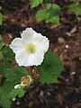 Rubus 'Benenden'