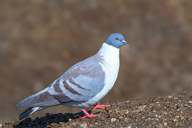 File:SNOW-PIGEON-SELA.jpg