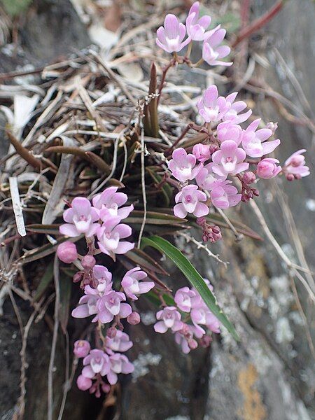 File:Sarcochilus ceciliae habit.jpg