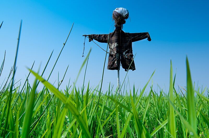 File:Scarecrow in field.jpg