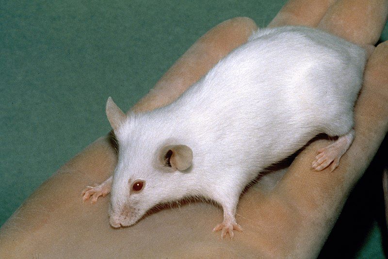 File:Scid mouse.jpg