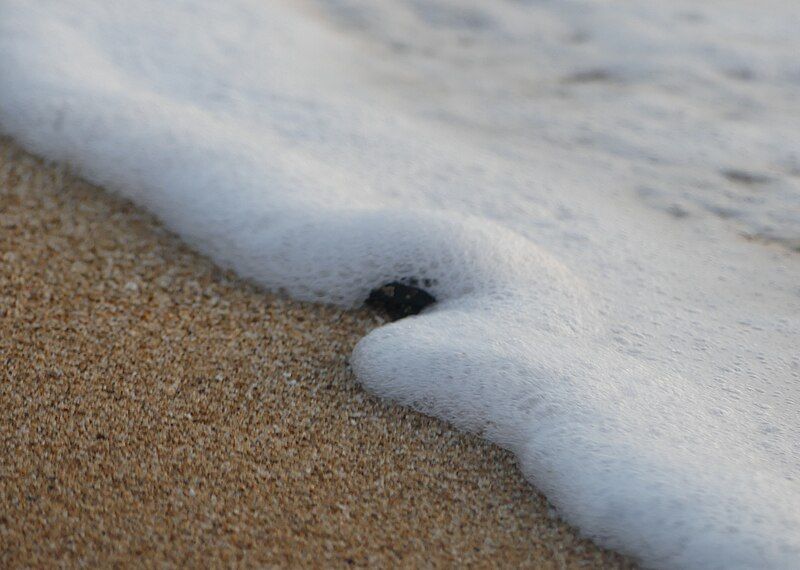 File:SeaTurtleHatchling-MansouriBeachLebanon RomanDeckert13082019-03.jpg