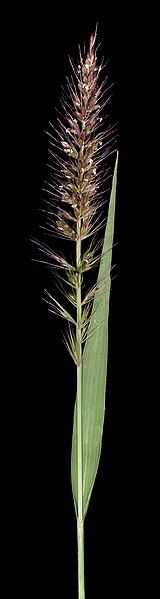 File:Setaria dielsii (7596864104).jpg