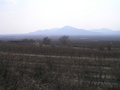 A misty vineyard at Tokay in Slovakia