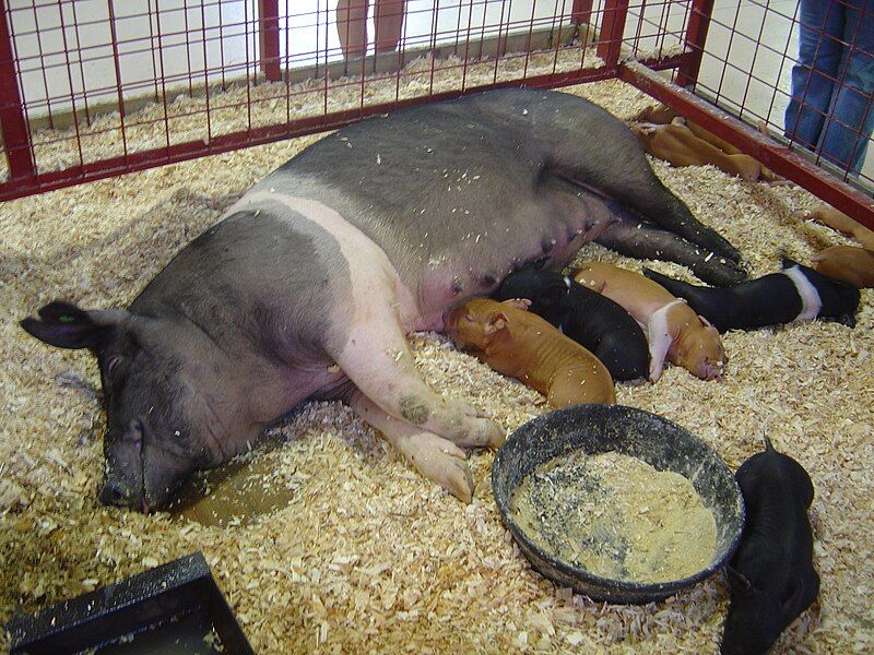 File:Sow and Piglets.jpg