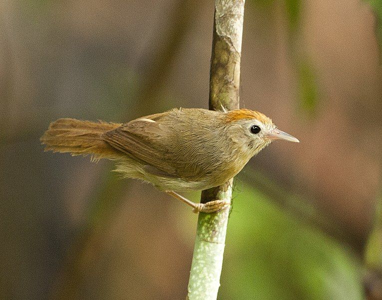 File:Stachyris rodolphei.jpg