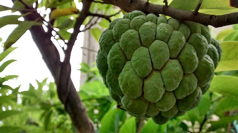 File:Sugarapple.jpg