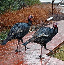 Turkeys on the red carpet