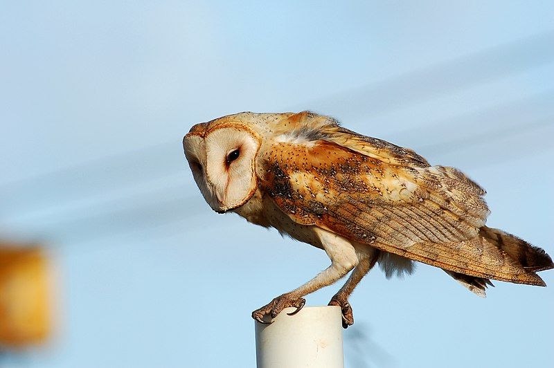 File:Tyto alba hawaii.jpg