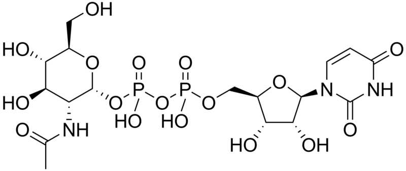 File:UDP-N-acetylglucosamine.png