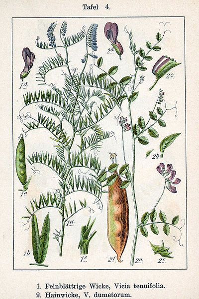 File:Vicia spp Sturm4.jpg