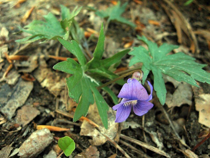 File:Viola subsinuata.jpg