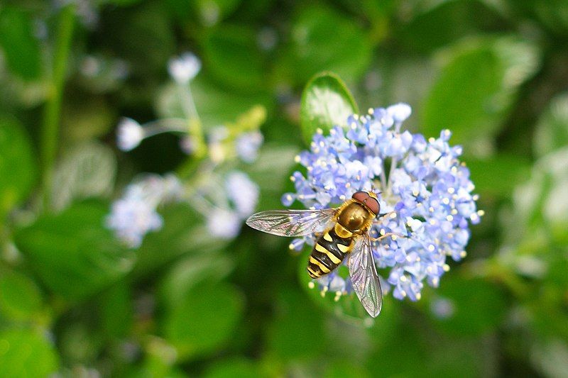 File:Wasp mimic (8503415740).jpg