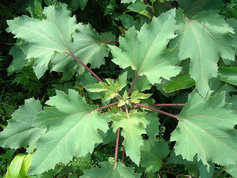 File:Xanthium strumarium-1.JPG