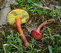 Hortiboletus rubellus