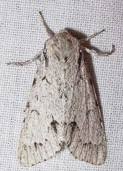 File:Acronicta lepusculina 1.jpg