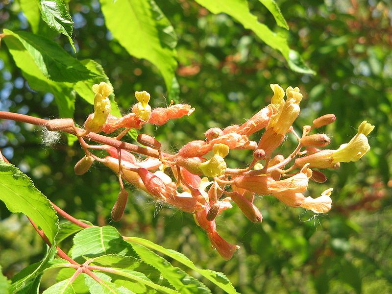 File:Aesculus flava03.jpg