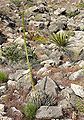 Agave utahensis