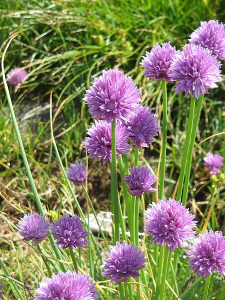 File:Allium schoenoprasum002.jpg