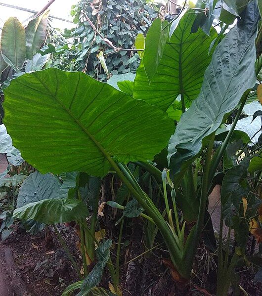 File:Alocasia calidora.jpg