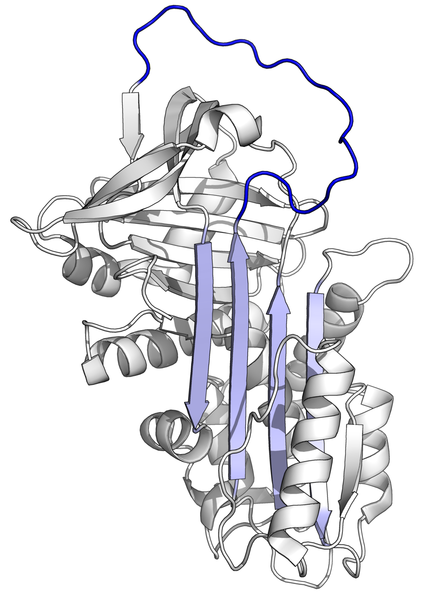 File:Alpha 1-antitrypsin.png