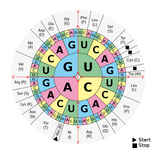 File:Aminoacids table.svg