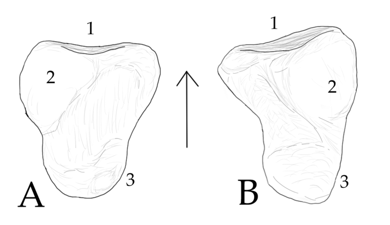 File:Aphanosaur calcanea.png