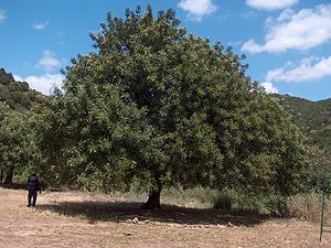 Carob tree