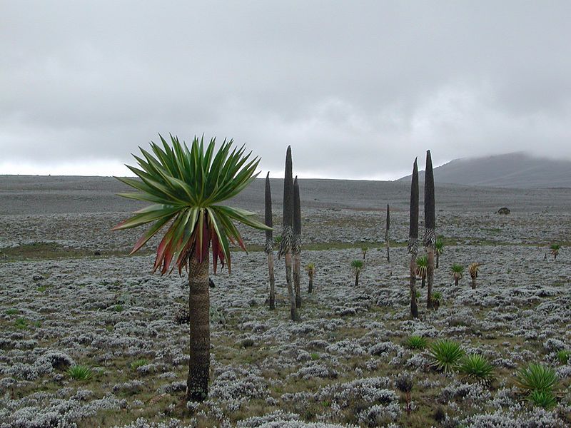 File:Bale Mountain, Ethiopia.jpg