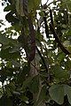 Bauhinia sp. fruits