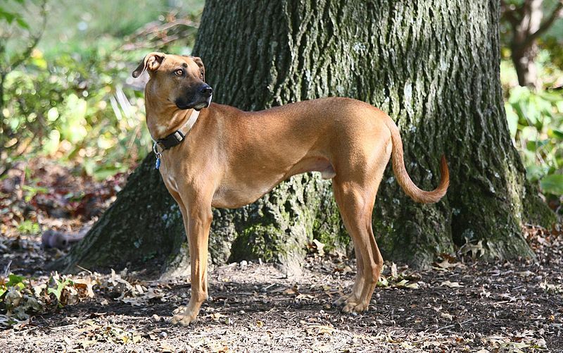 File:Black mouth cur-10.jpg