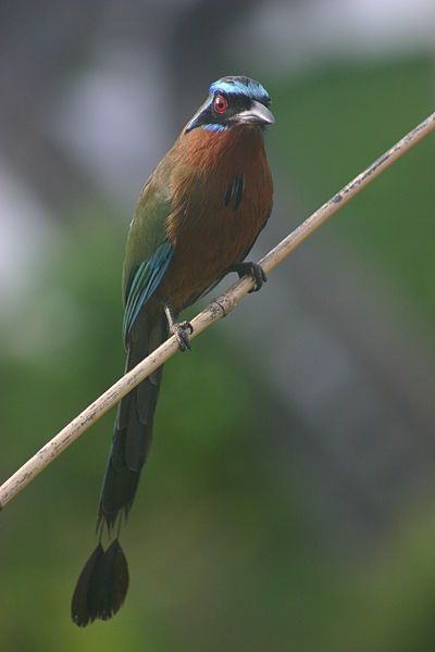 File:Blue-crowned Motmot front.jpg