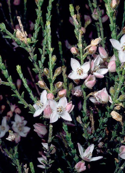 File:Boronia baeckeacea.jpg