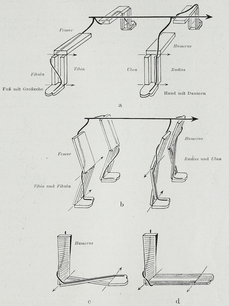 File:Braus 1921 152.png