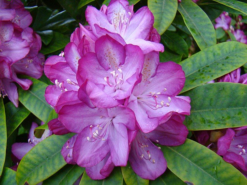 File:Bright Pink Rhododendron.JPG