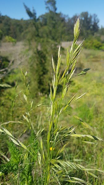 File:Bromus auleticus 165332863.jpg