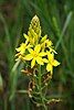 Bulbine bulbosa