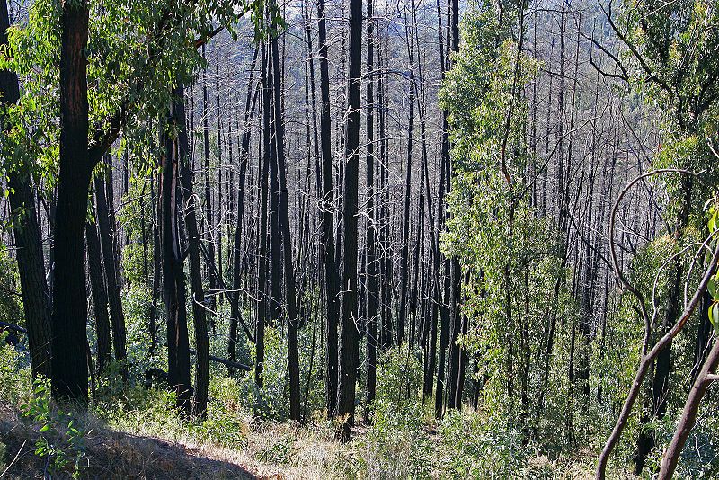 File:Bushfire damage.jpg