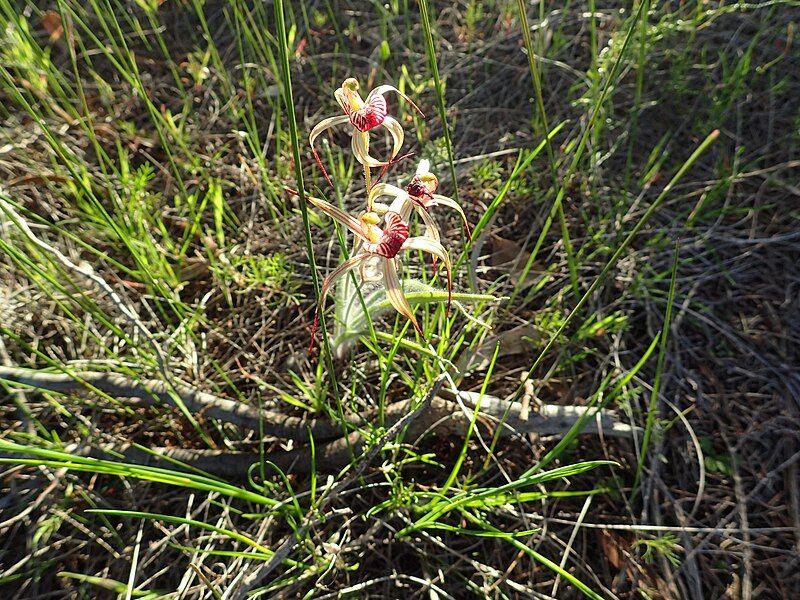 File:Caladenia radialis 01.jpg