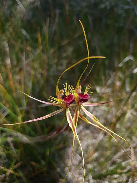 File:Caladenia radiata.jpg