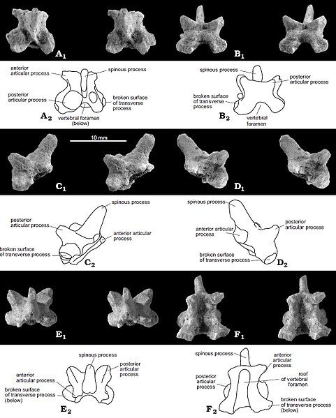 File:Catopsbaatar vertebra.jpg